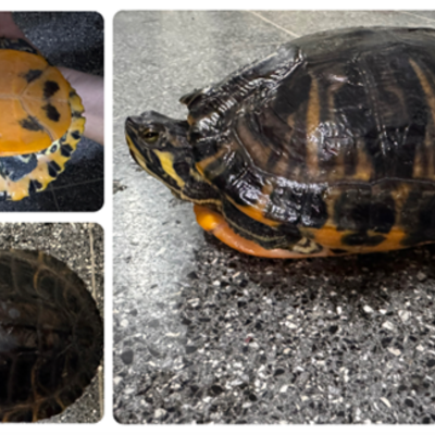 Schildkr&ouml;te