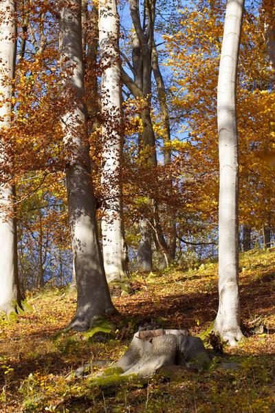Bild vergr��ern: Buchenwald